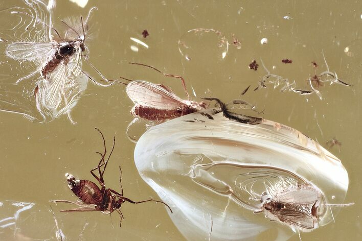Detailed Fossil True Midge Swarm (Chironomidae) In Baltic Amber #372564